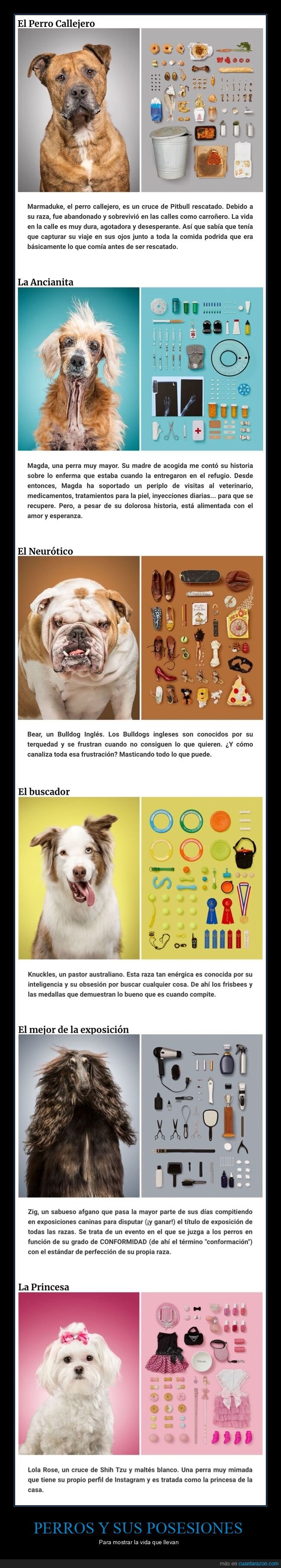 perros,posesiones